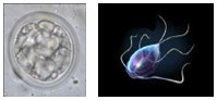Protozoa: Coccidia & Giardia