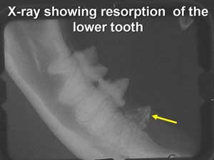 Feline Tooth Resorbtion X-ray