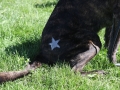 doggy-star-tattoo