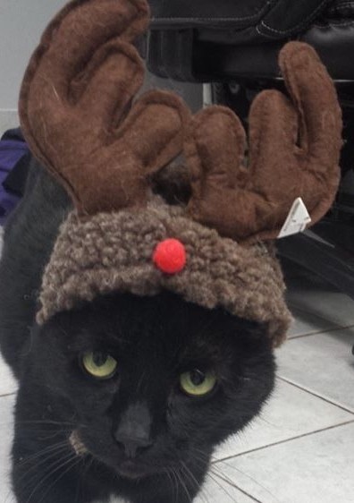 Black Cat with Antlers