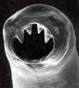 Hookworms