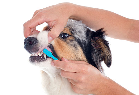 dental-health-tooth-brushing