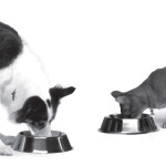 Dog and Cat Eating Food