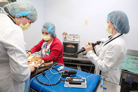Endoscopy Procedure being performed