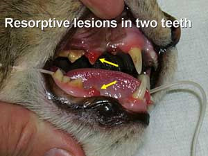 Feline Tooth Resorbtion
