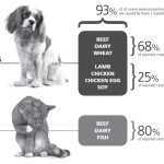 Food Allergies in Pets